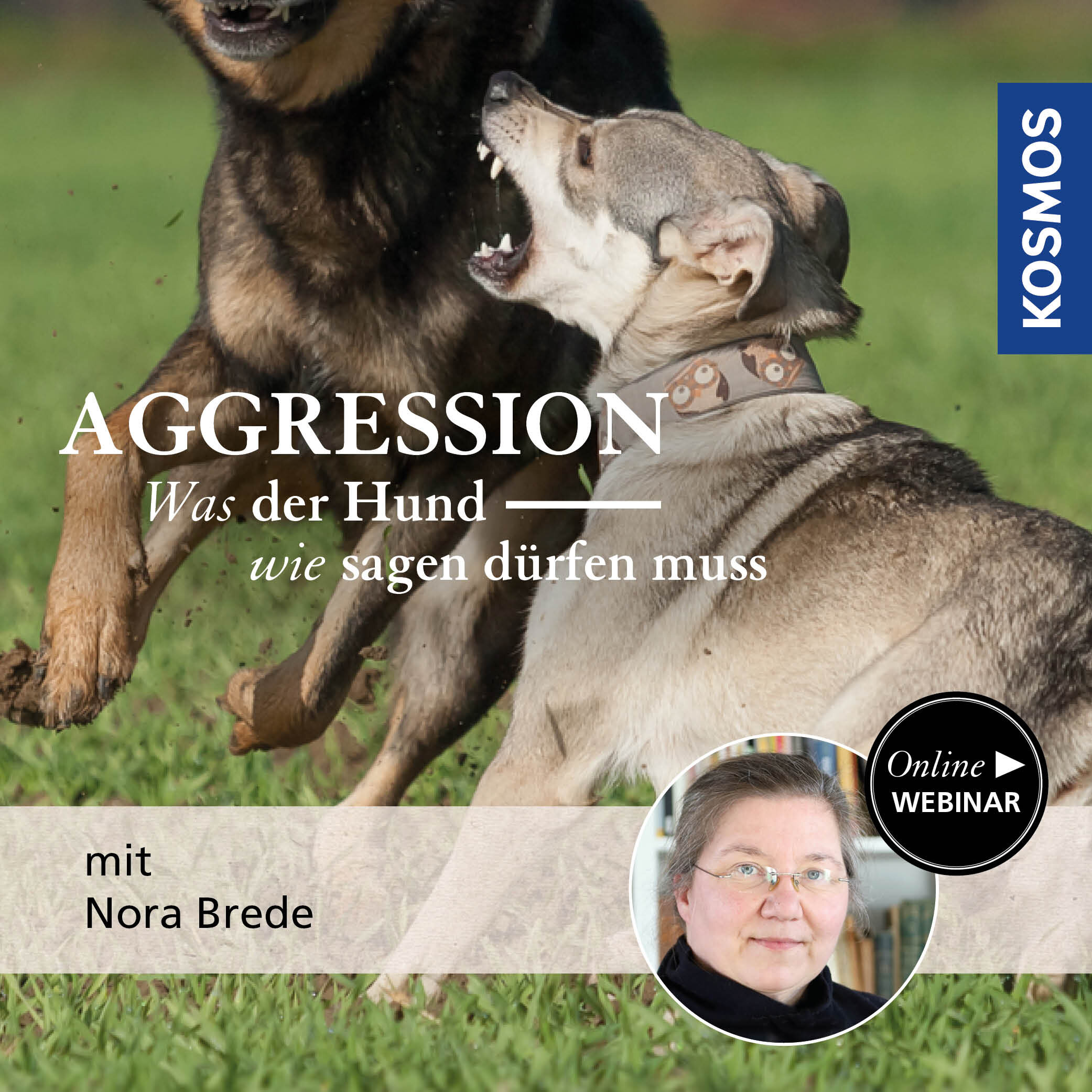 Aggression – Was der Hund wie sagen dürfen muss