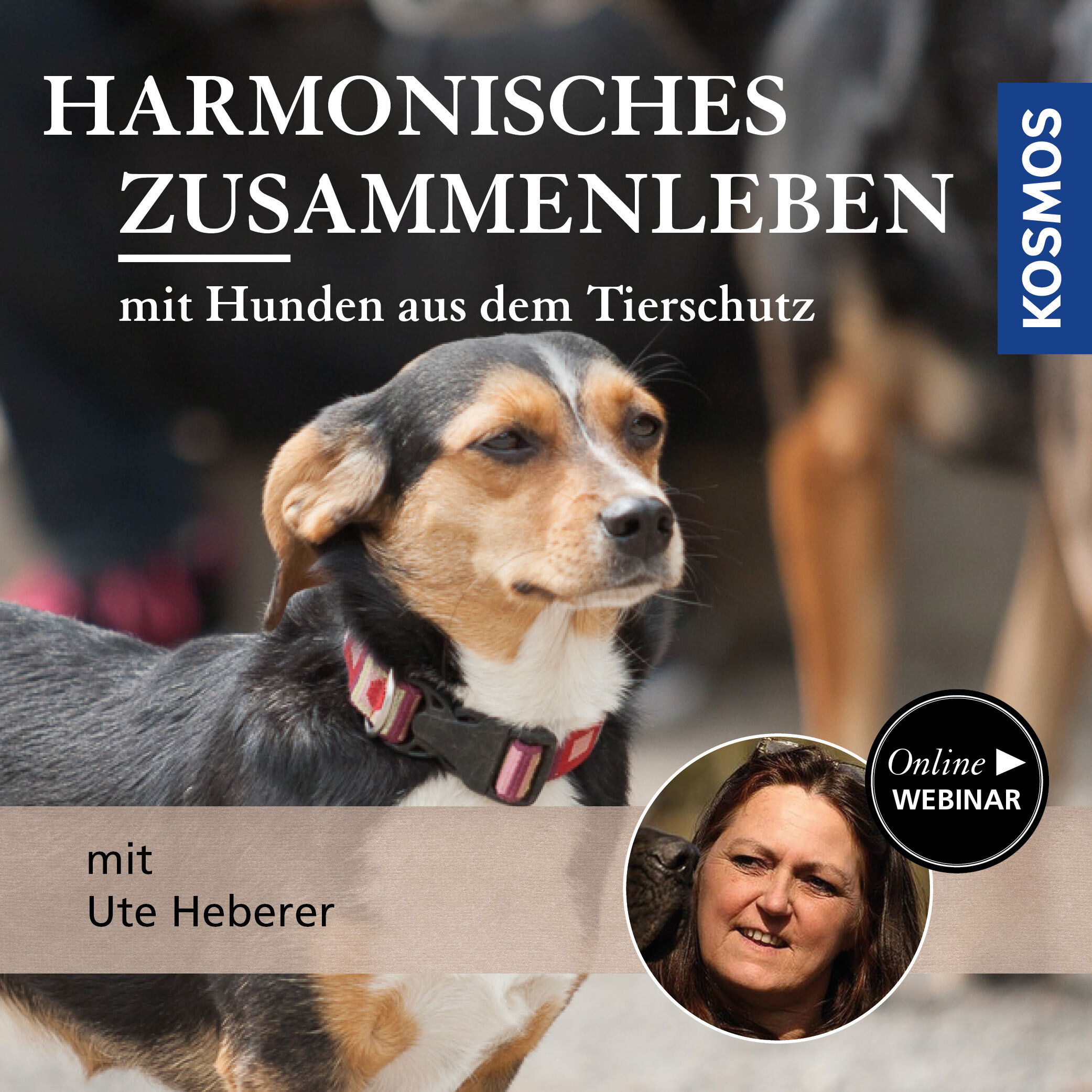 Harmonisches Zusammenleben mit Hunden aus dem Tierschutz