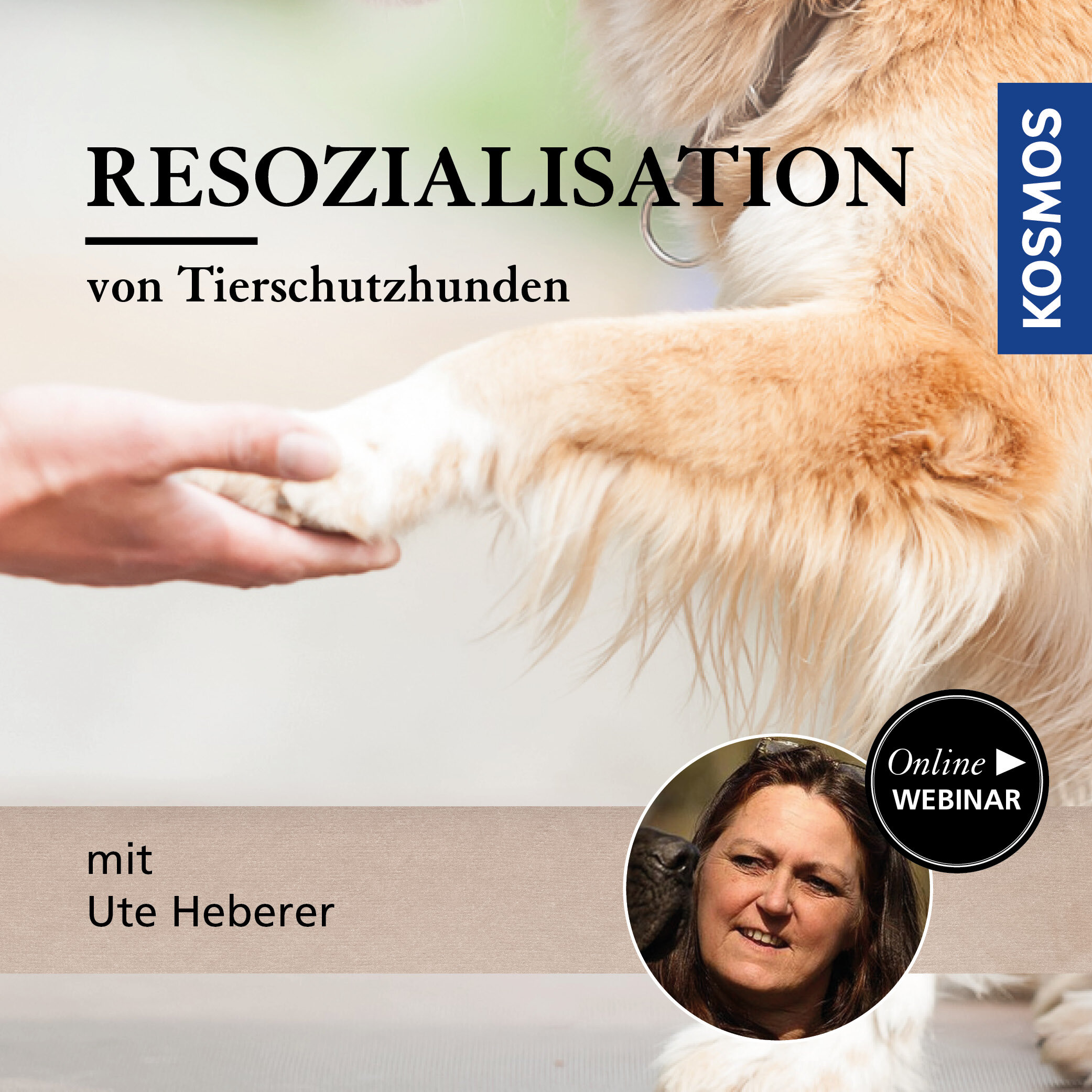 Resozialisation von Tierschutzhunden