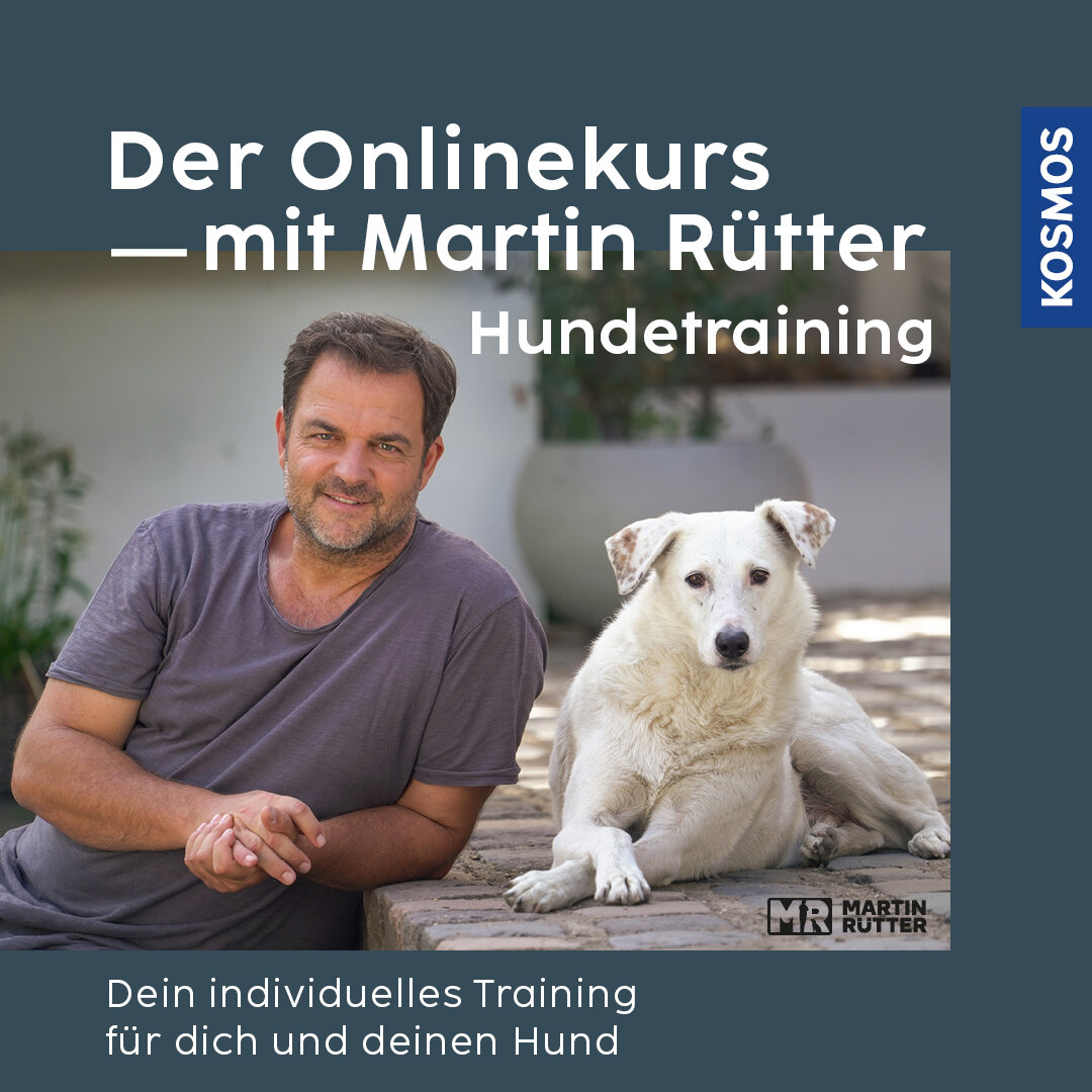 Hundetraining – Onlinekurs mit Martin Rütter