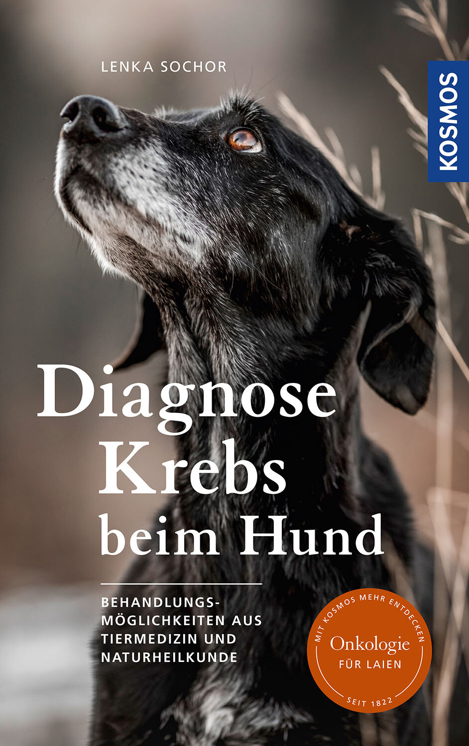Diagnose Krebs beim Hund